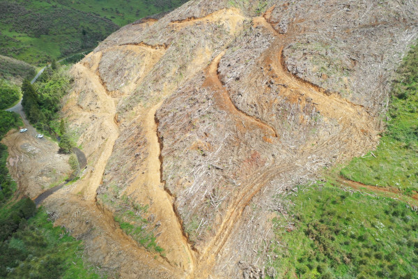Harvest area above the Waitaheke Stream, Okoko Road.