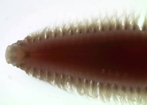 Image - Aglaophamus 2 stained with Rose Bengal