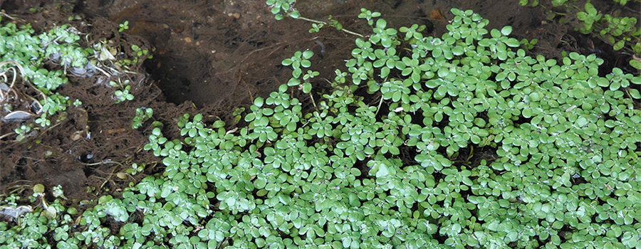 Image of close up leaves on the water