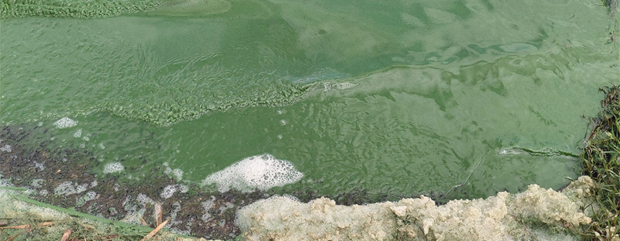 Image of an algal bloom by a dock