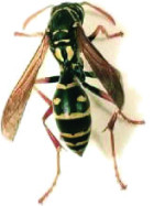 Image - paper wasp