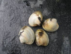 Image - Austrovenus stutchburyi 2