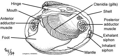 Image - bivalve internal structure
