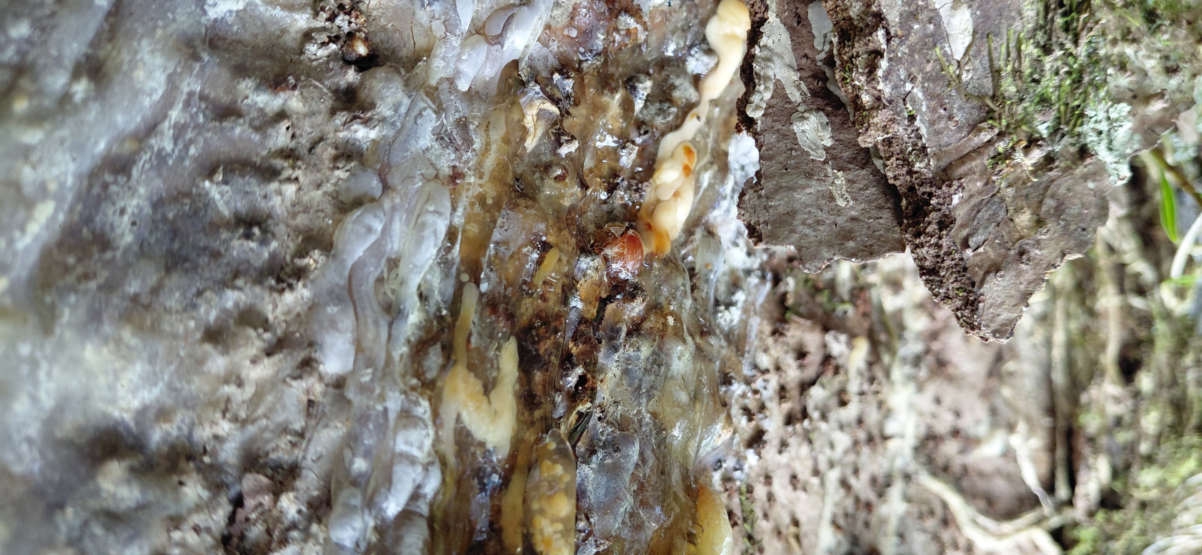 Image of a bleeding kauri tree