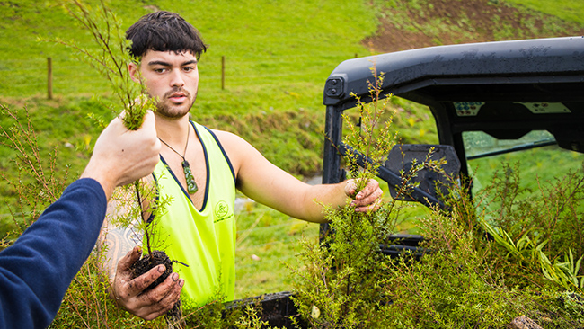 Pūnui River Care had a contract for 80,000 plants as part of Clean Streams 2020.