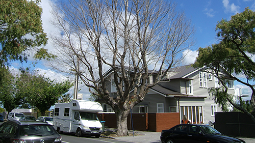 Image - Tree dying of Dutch elm disease