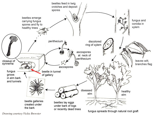 Image: Cycle of Dutch elm disease