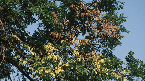Image:  Flagging on an elm tree. Photo: Joseph O’ Brien, USDA Forest Service