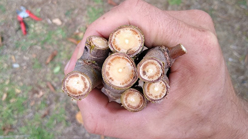 Image:  Characteristic staining on a cross section of elm branches. Photo: Darryn Horrell, SPS Biota