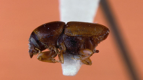 Image: European elm bark beetle (Scolytus multistriatus). Photo: Gerald J. Lenhard, United States