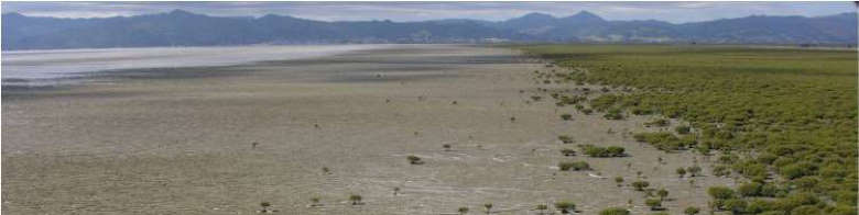 southern Firth of Thames mangrove forest