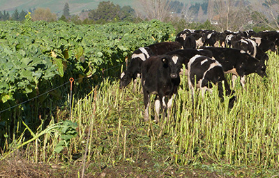 Intensive winter grazing