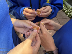 Students examine kauri gum as part of the kauri experience