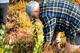 Native plant orders