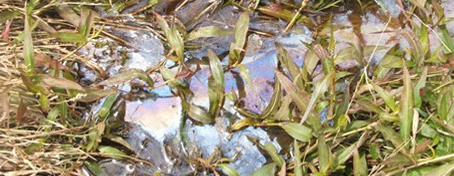 Image of natural sheen on grass and leaves