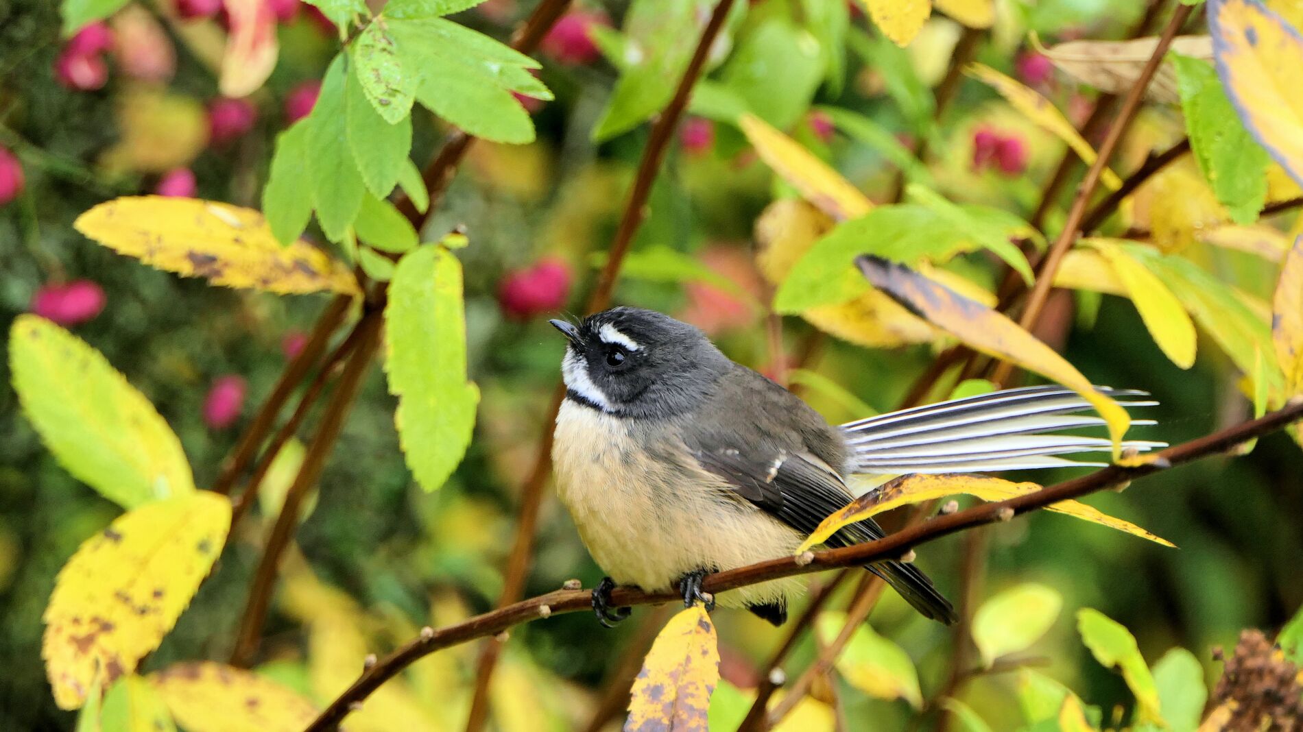 Image of a piwakawaka on a branch