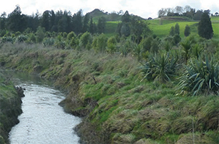 Native planting programme: planting for soil conservation, biodiversity and water quality