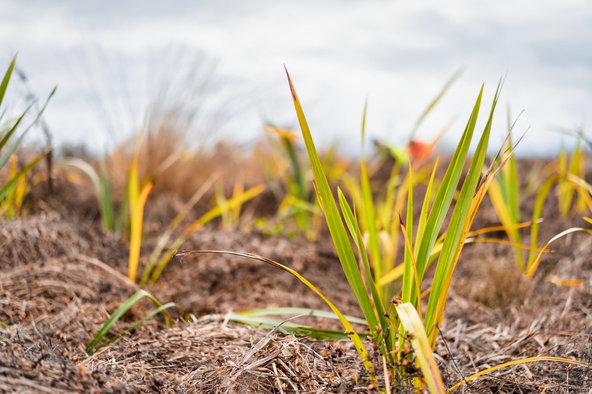Image of newly planted seedlings