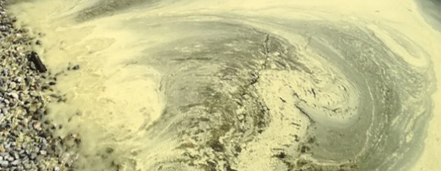 Image of pollen on water surface