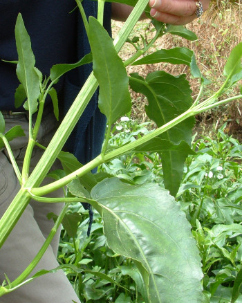 Senegal tea leaf close up