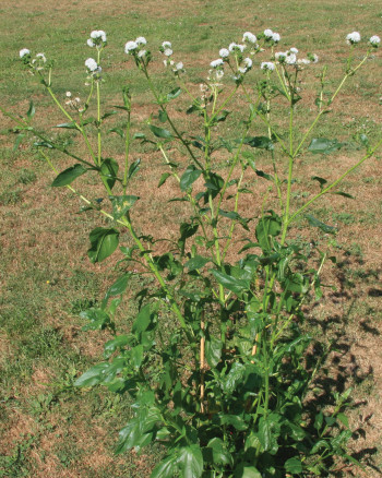 Senegal tea plant showing height