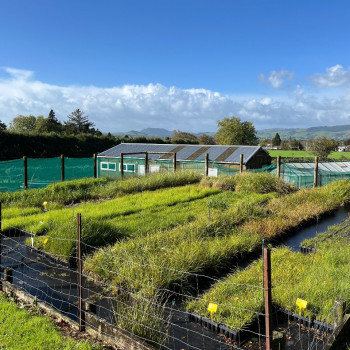 Stand out bed for healthy plants