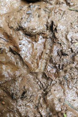 Image of a Kiwi footprint in the mud