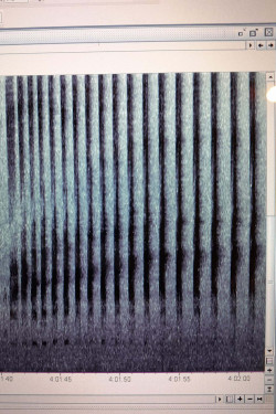 Image of acoustic recorder data showing kiwi call