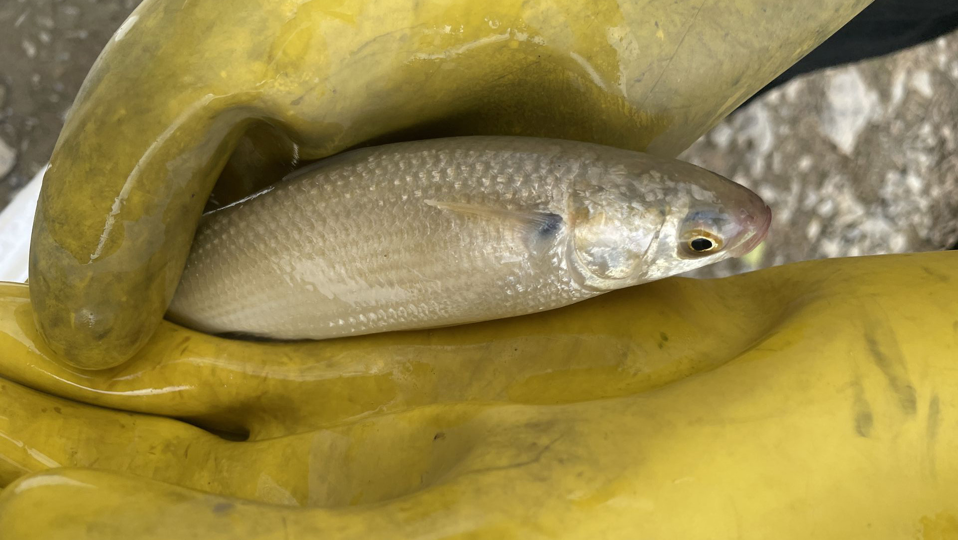 Photo of one of the Lake Waikare fish