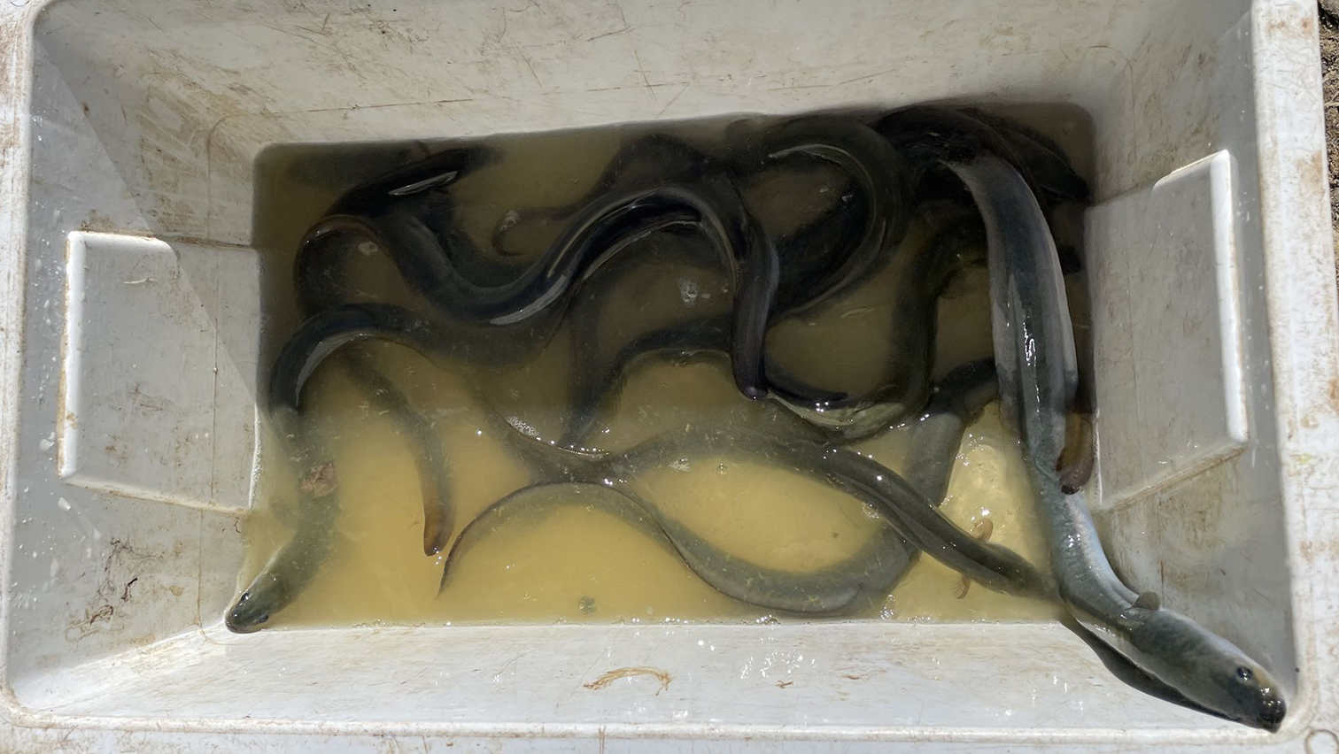 Tuna found in Lake Waikare from hand netting