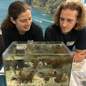 Waikato Regional Council staff observe live fan worms in an aquarium