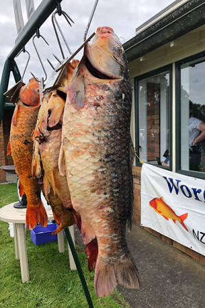 Koi carp on display