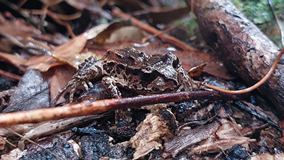 Image of a frog in a pile of leaves on the ground