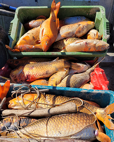 Bins full of caught pest koi fish