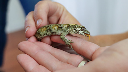 Image of a tiny lizard showing it's tongue on someone's hand