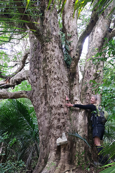 Ange Johnson hugging a very big tree in the NZ bush