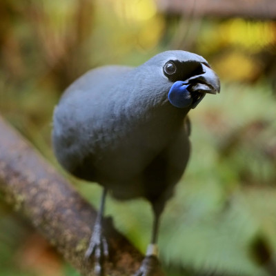 Image of Kōkako bird