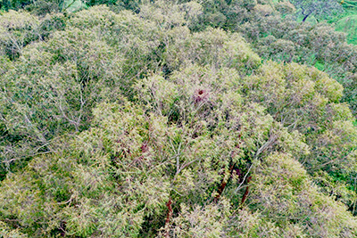 Birds eye view of rook nests from the drone