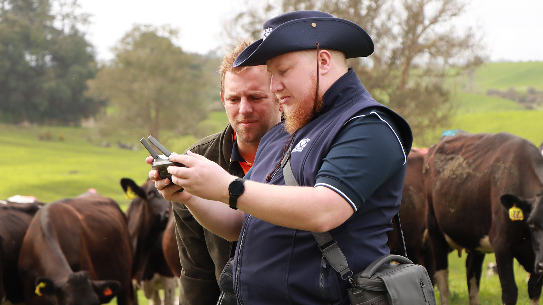 Waikato Regional Council hunting for rook sightings