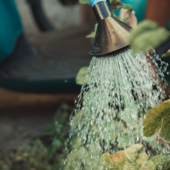 Close-up of water pouring from a metal spout onto plants, representing careful water use.