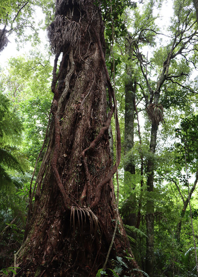 Image of a rata tree in the forest