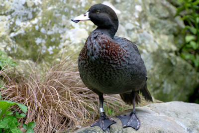 Hunters are seeing more whio in Kaimanawa Forest Park since the Sika Foundation Whio Recovery Project was started in 2018.