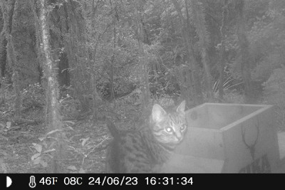 Feral cats are the second biggest threat to whio in Kaimanawa Forest Park.