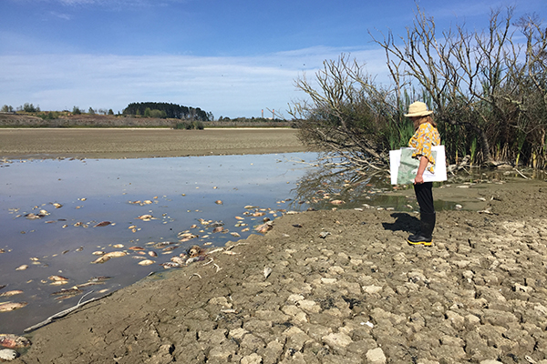  In February 2020 the lake dried, leading to the death fish (photo shows pest species koi and catfish).