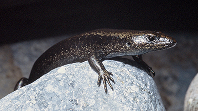 Fully protected shore skink on a rock