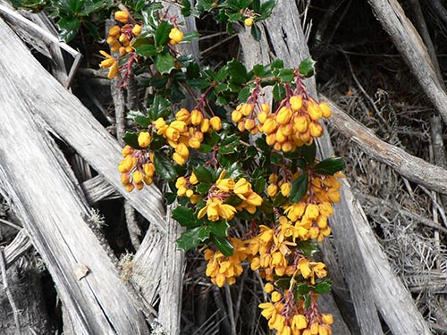 Darwin's barberry