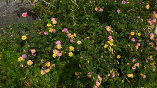 Lantana