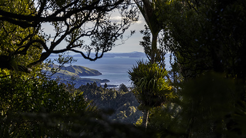 Mahakirau Forest Estate is found between Coromandel and Whitianga on the 309 Road.