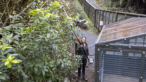 The forest is kept one metre back from the fence.