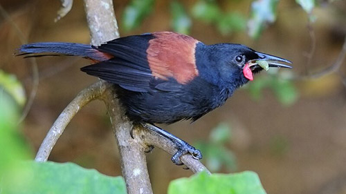 Tīeke are already moving beyond the fence at Maungatautari.